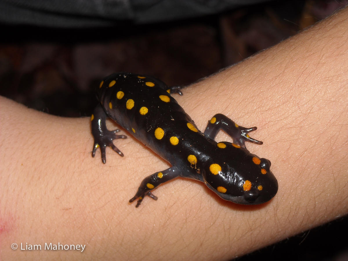 Liam Mahoney amphibian salamander metamorphosis process